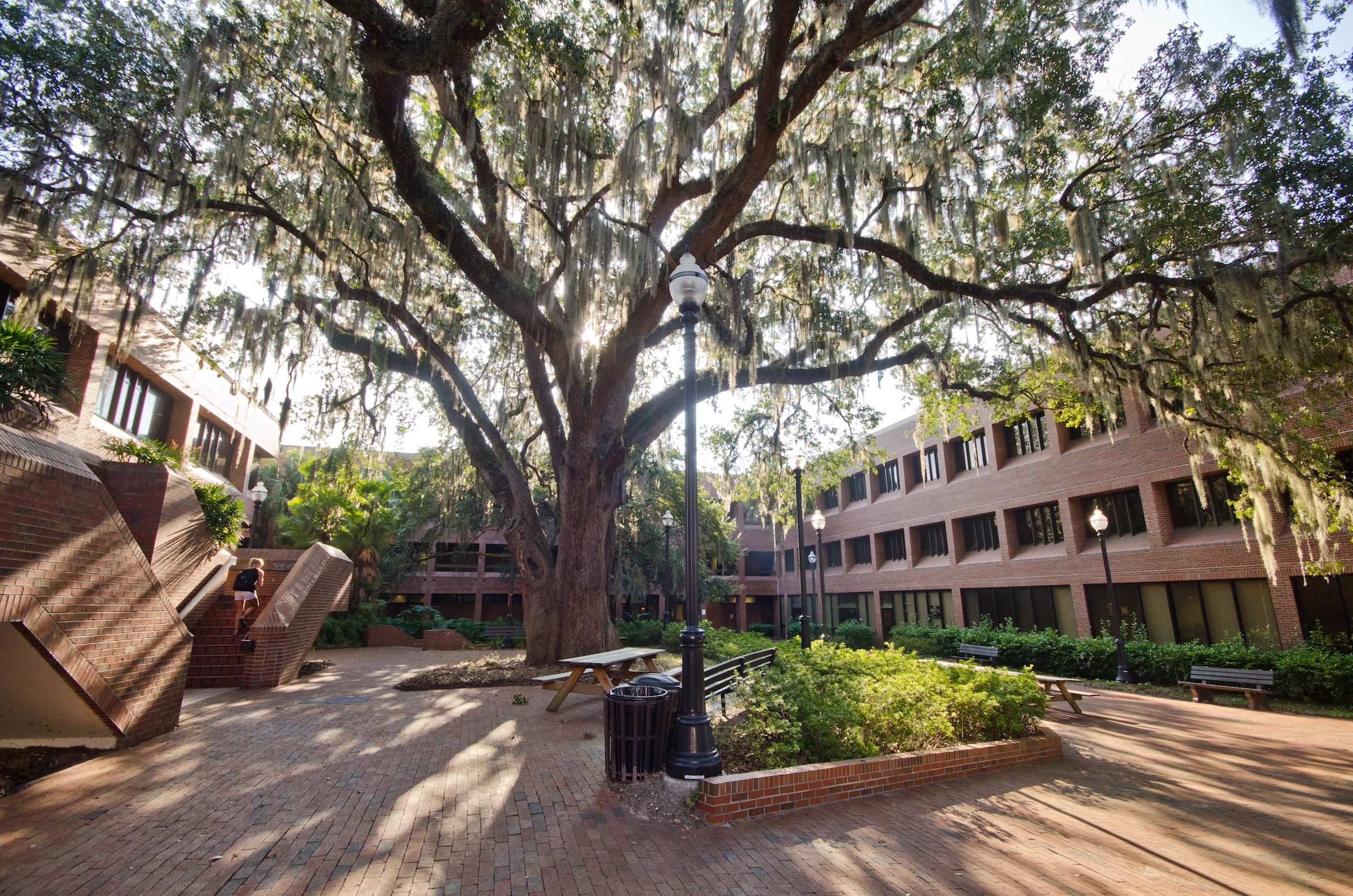 A large oak in the central courtyard at the College of Education.