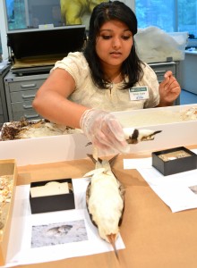 Zoology major Shivee Gupta  prepares a beach bird nest display at the Flurida Museum of Natural History.
