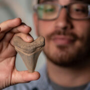 Victor Perez holds tooth of extinct giant shark Megalodon